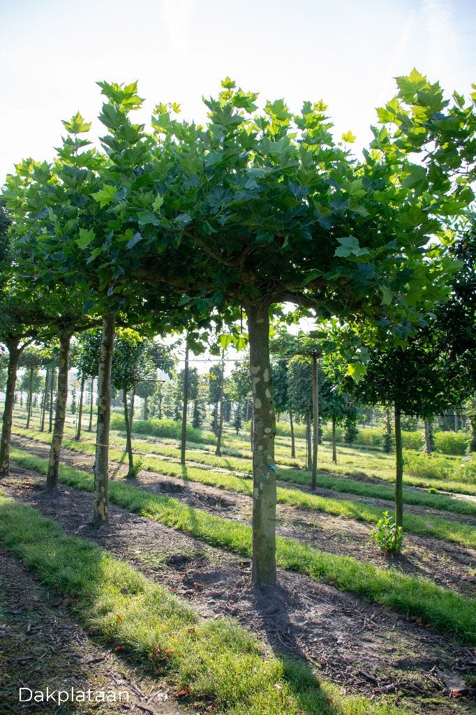 bomen verkoeling, Tuin en Terras, Planten | Bomen, Dakboom, 250 tot 400 cm, Volle zon, Bloeit niet, Ophalen