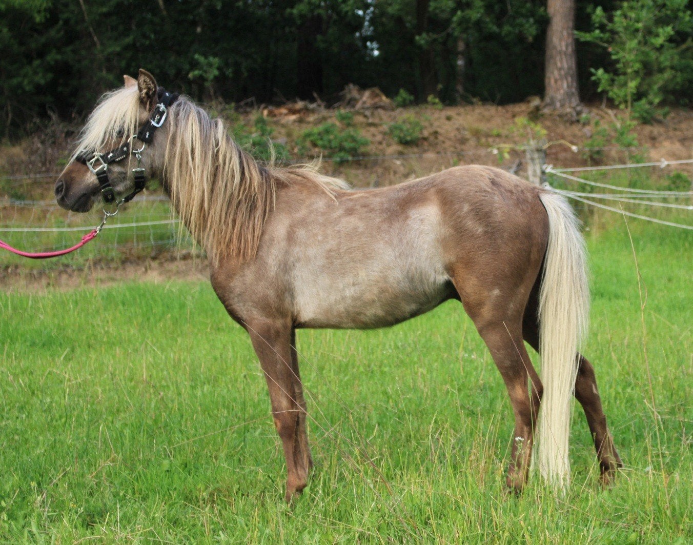Te koop 7 super knappe shetlander en een betuigd Welsh ruin, Ruin, A pony (tot 1.17m), Recreatiepony, Gechipt
