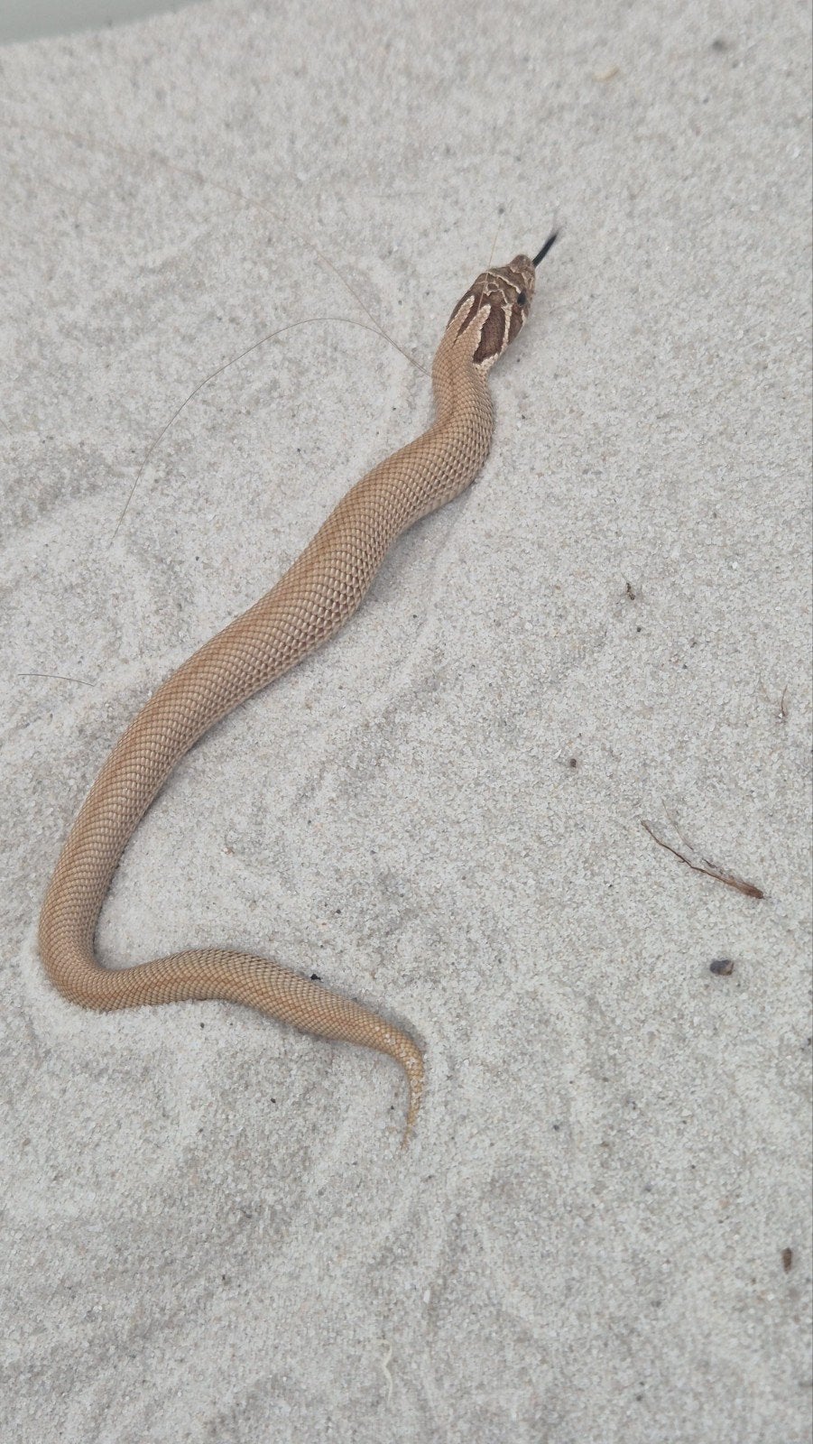Haakneusslang het snow Hognose Snake photo 5