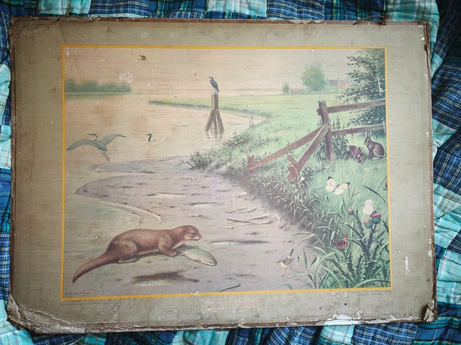 Vintage Biologie Koekkoek Schoolplaat Kikker en Otter, Ophalen, Natuur en Biologie