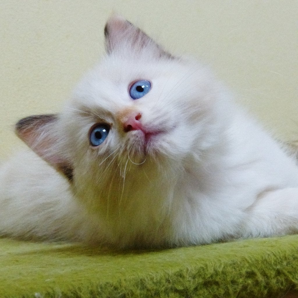 ragdoll kitten, Dieren en Toebehoren, Poes, Met stamboom