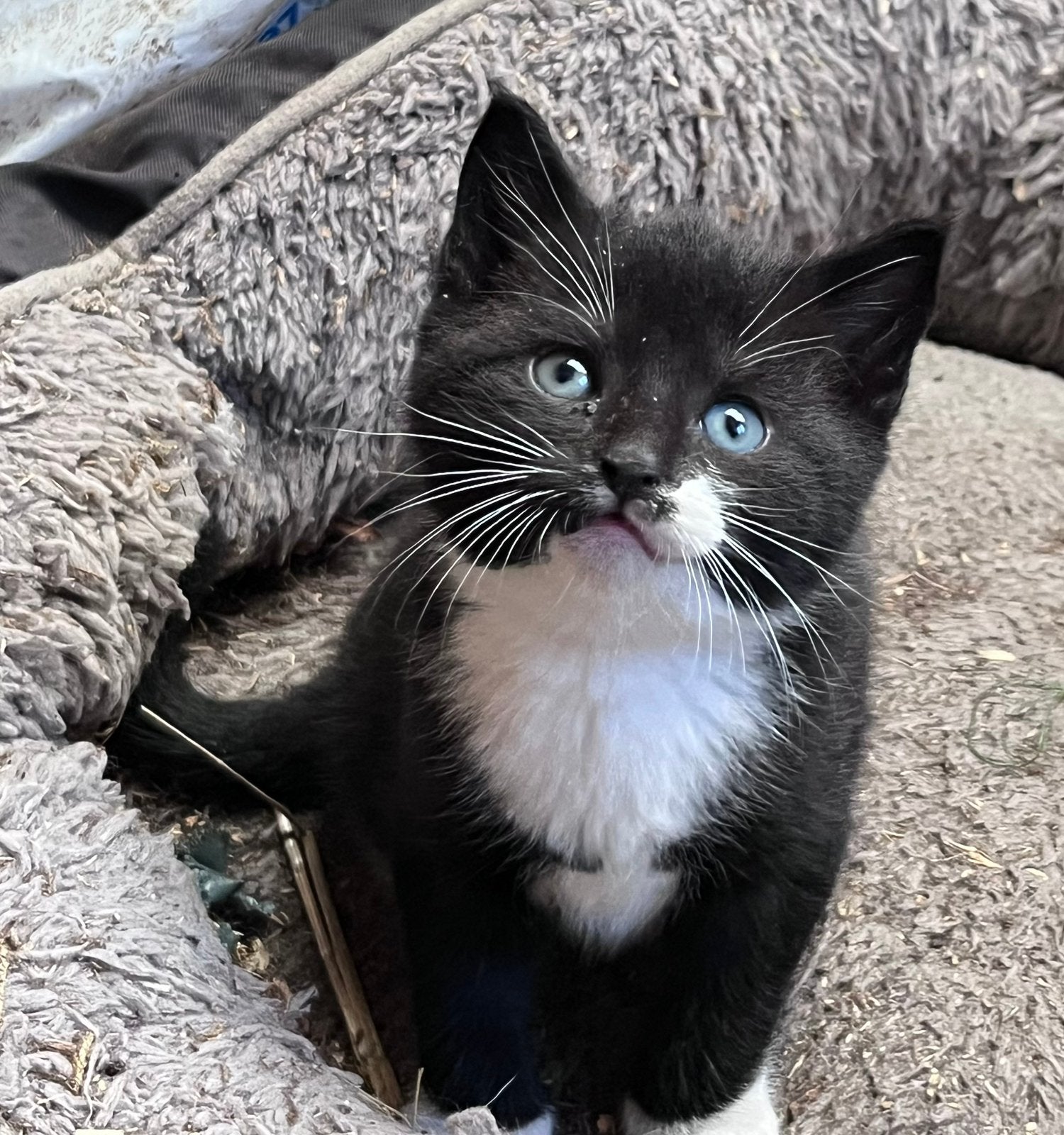 Kitten te koop, Dieren en Toebehoren, Katten en Kittens | Overige Katten, Poes, Kortharig, 0 tot 2 jaar