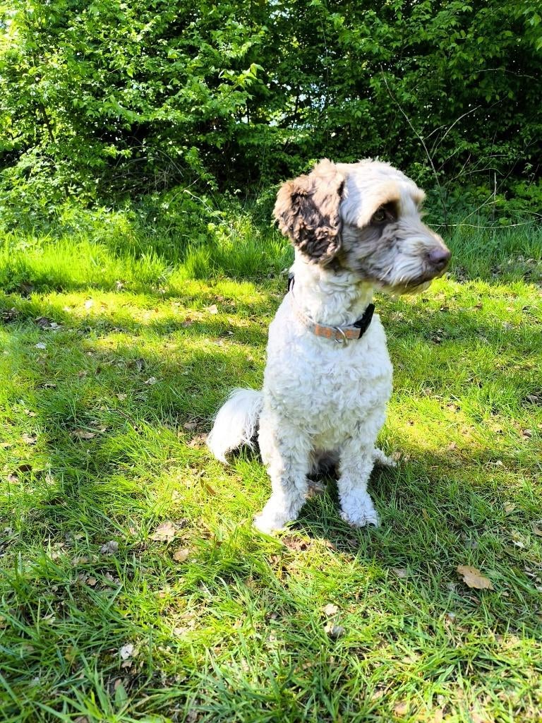 Honden, Overige rassen, 1 tot 2 jaar, Teef, Parvo