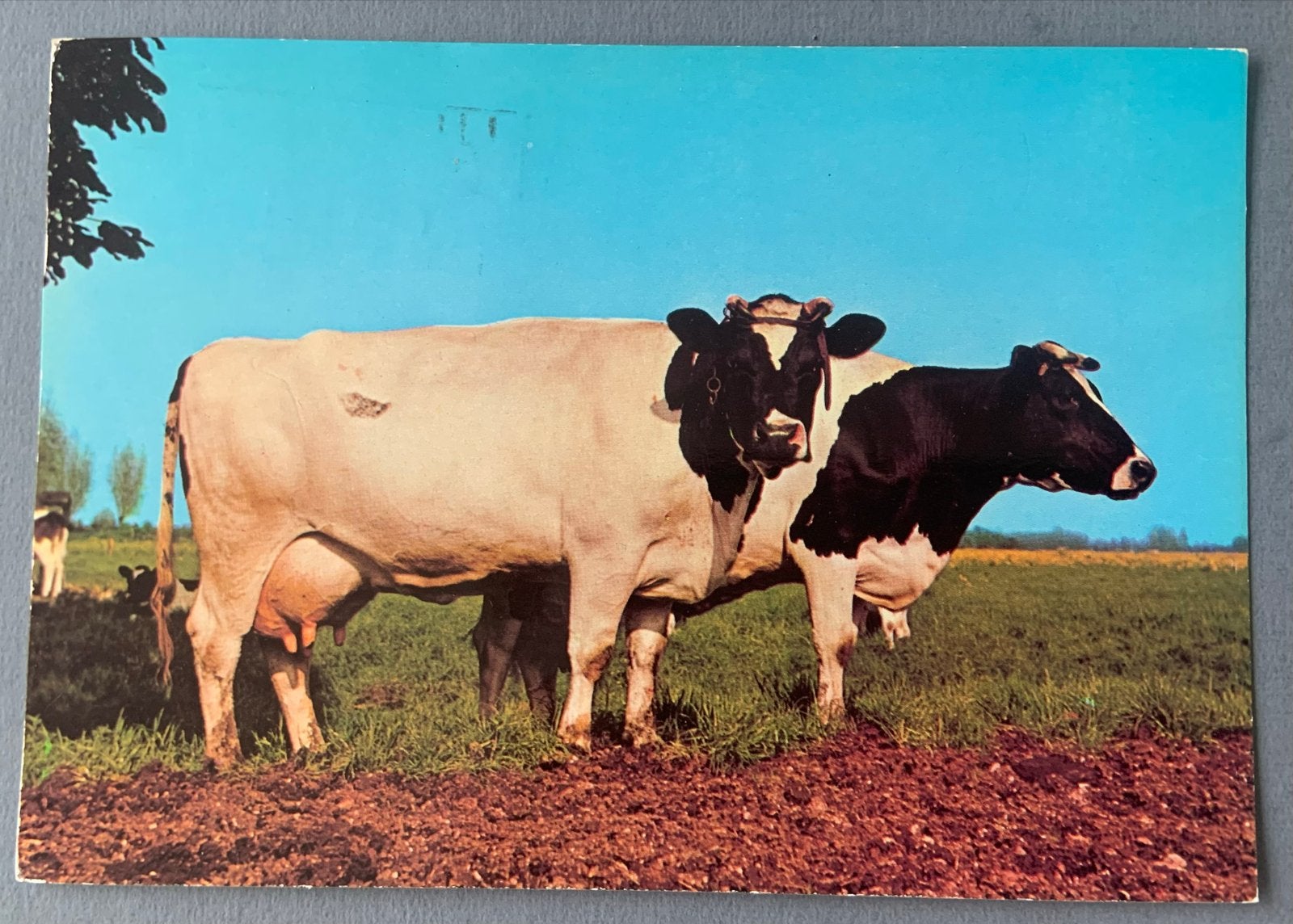 Ansichtkaart met koeien, Ophalen of Verzenden, 1960 tot 1980, Gelopen, Overige soorten