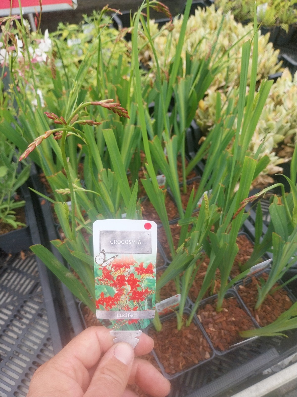 Crocosmia 'Lucifer' - Vurige Rode Bloemen voor uw Tuin, Tuin en Terras, Volle zon, Vaste plant, Zomer, Ophalen