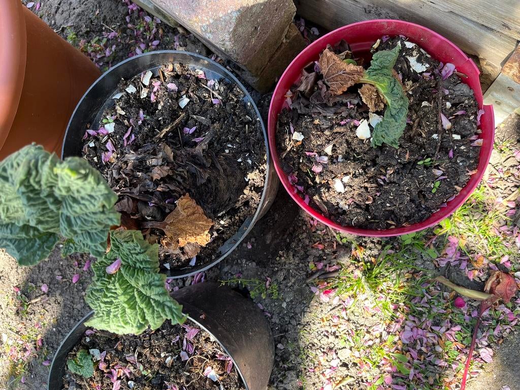 Rabarber plant, Ophalen, Minder dan 100 cm, Overige soorten, Zomer