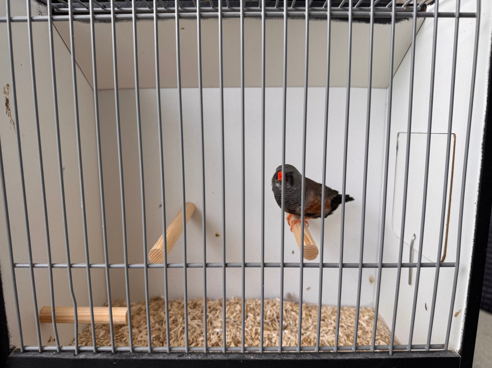 2 charcoal mannen, Mannelijk, Tropenvogel, Geringd