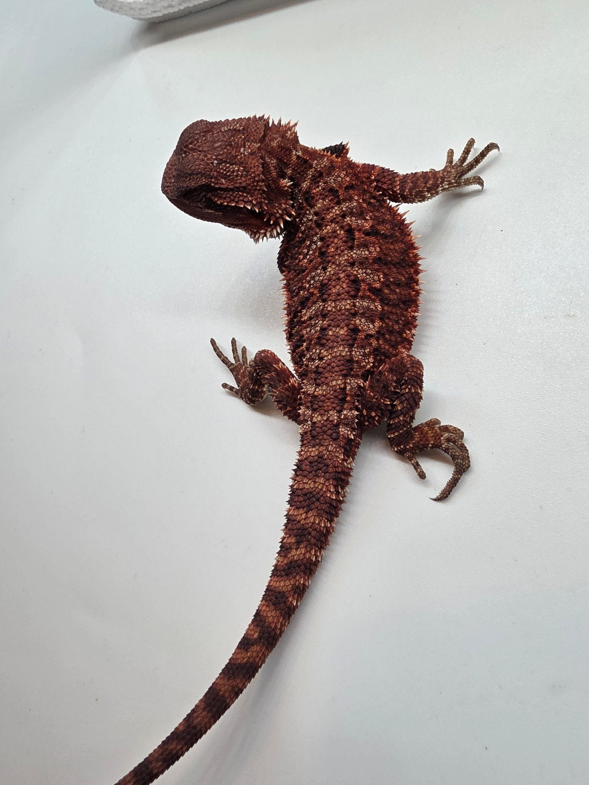 Baardagaam dark red monster het hypo man Bearded Dragon - male for sale from Vincent