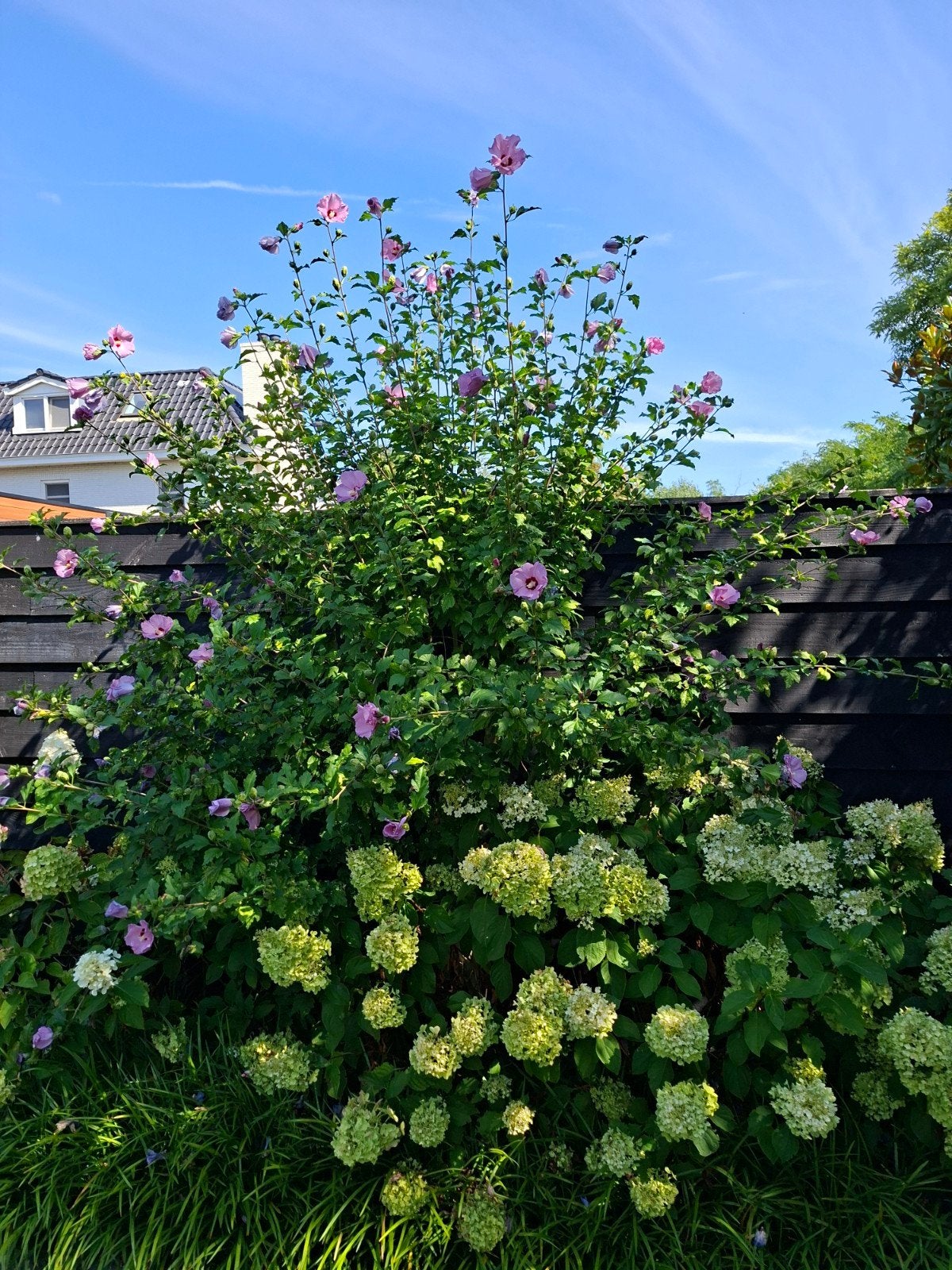 Tuinman | Hovenier | Tuinaanleg | Bestrating | Tuinonderhoud, Diensten en Vakmensen, Garantie, Tuinontwerp