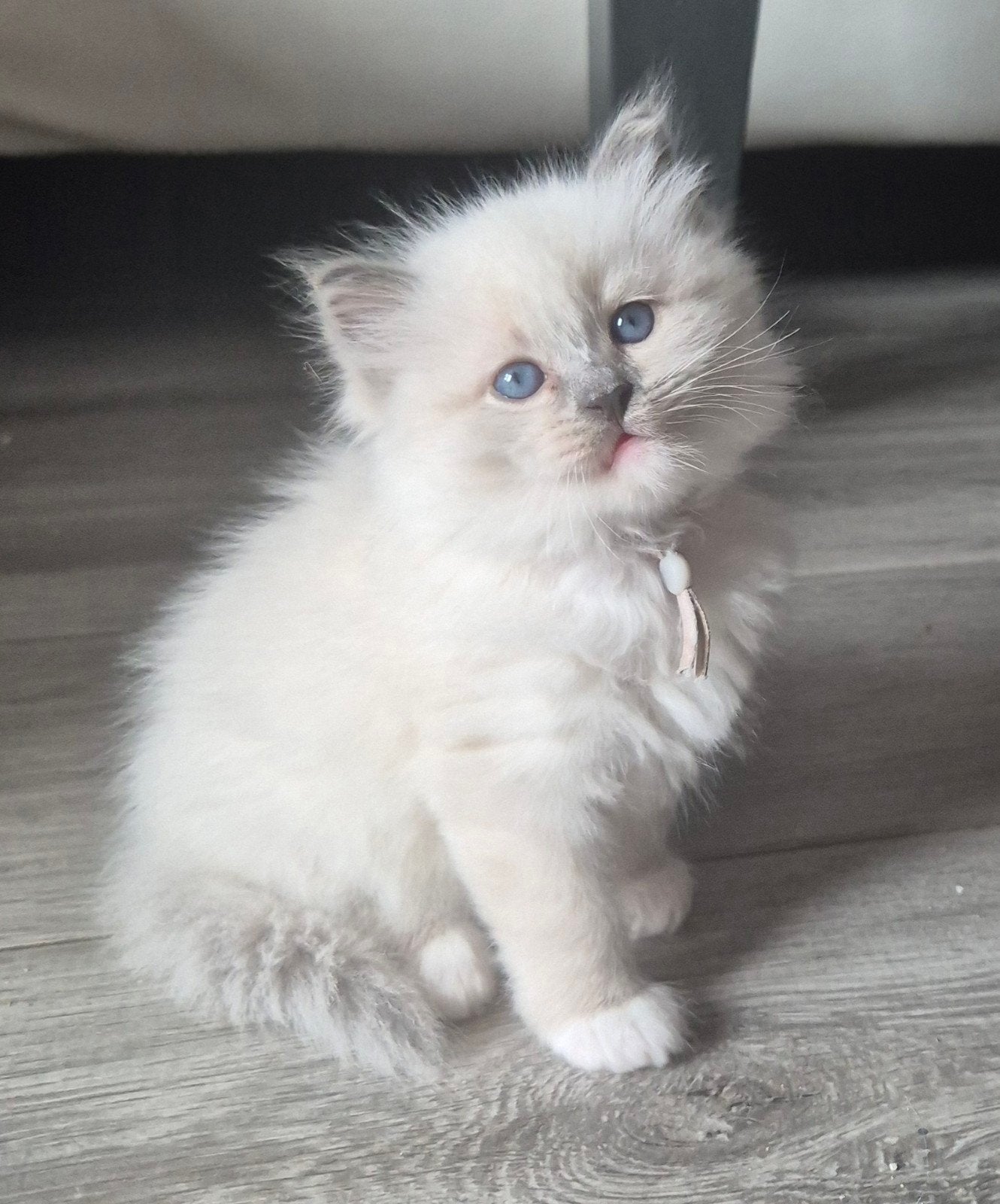 Ragdoll kittens (7), Meerdere dieren