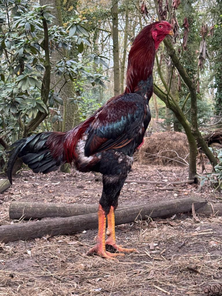 Raszuivere indio gigante haan - 105 cm ! Heb ook hennen, Dieren en Toebehoren, Pluimvee, Mannelijk, Kip