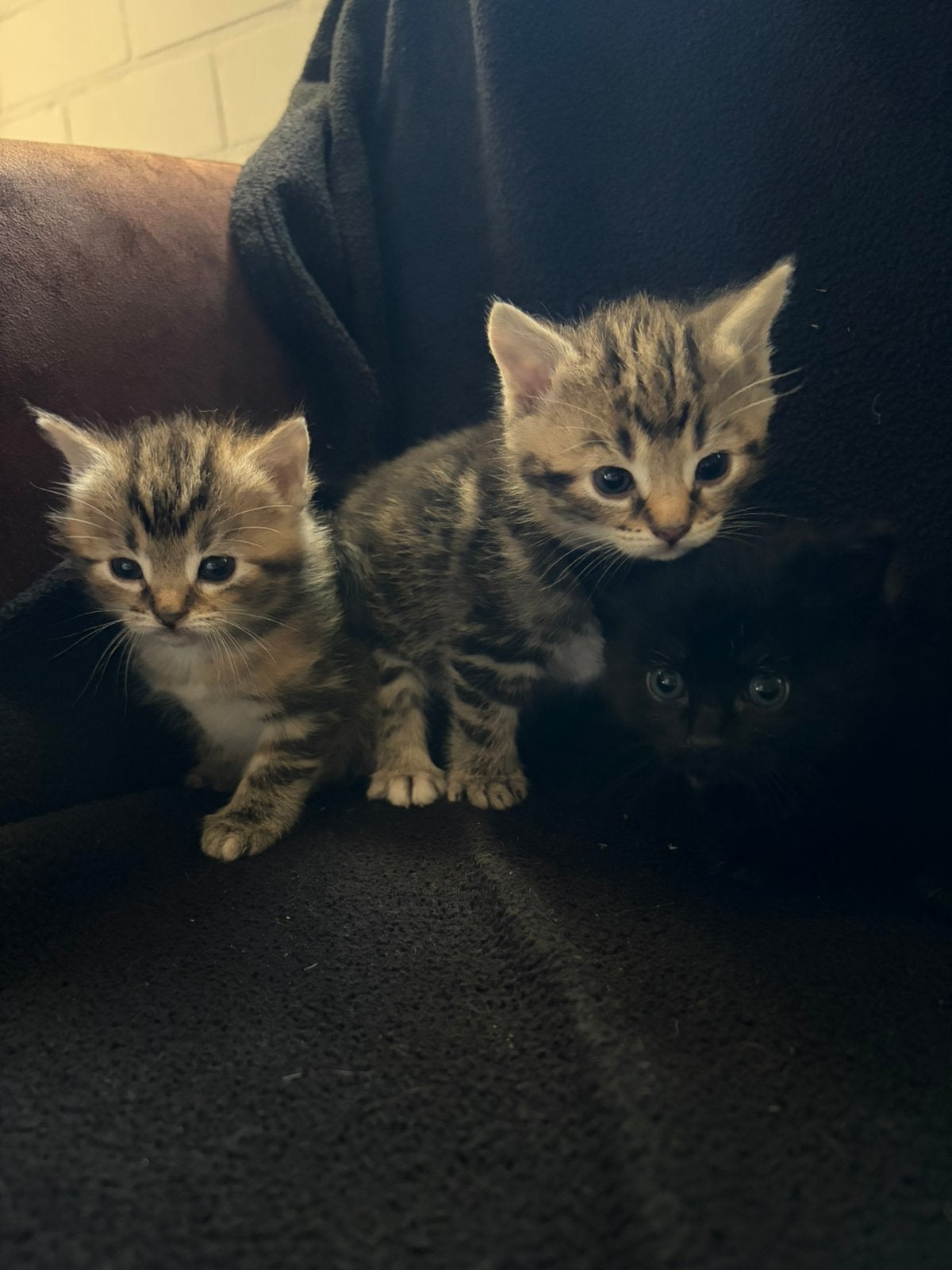 Kittens, Meerdere dieren, Kortharig, 0 tot 2 jaar