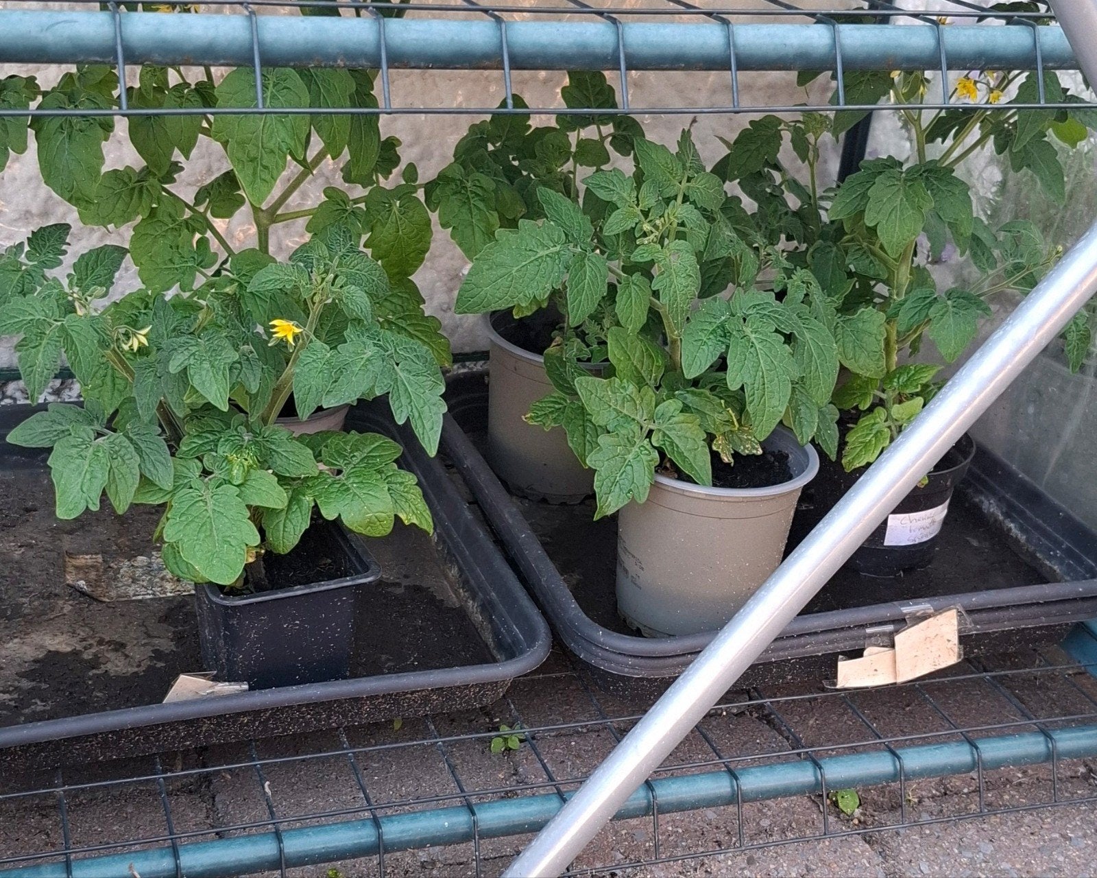 Planten, Ophalen, Eenjarig, Groenteplanten, Volle zon