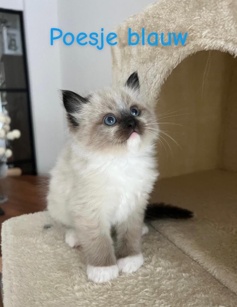 Prachtige Ragdoll kittens zoeken een liefdevol thuis 🐾, Dieren en Toebehoren, Katten en Kittens | Raskatten | Korthaar, Meerdere dieren