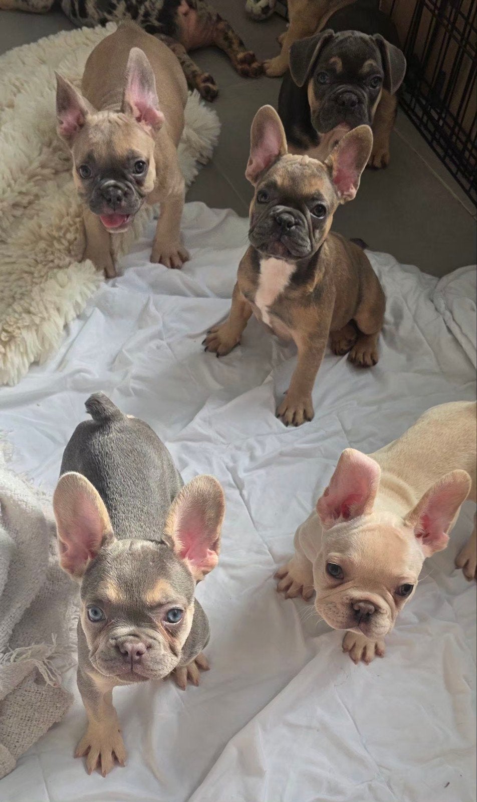 ️ UNIEKE FRANSE BULLDOG PUPS – LANGERE SNUITJES, Dieren en Toebehoren, Honden | Bulldogs, Pinschers en Molossers, Parvo, 8 tot 15 weken