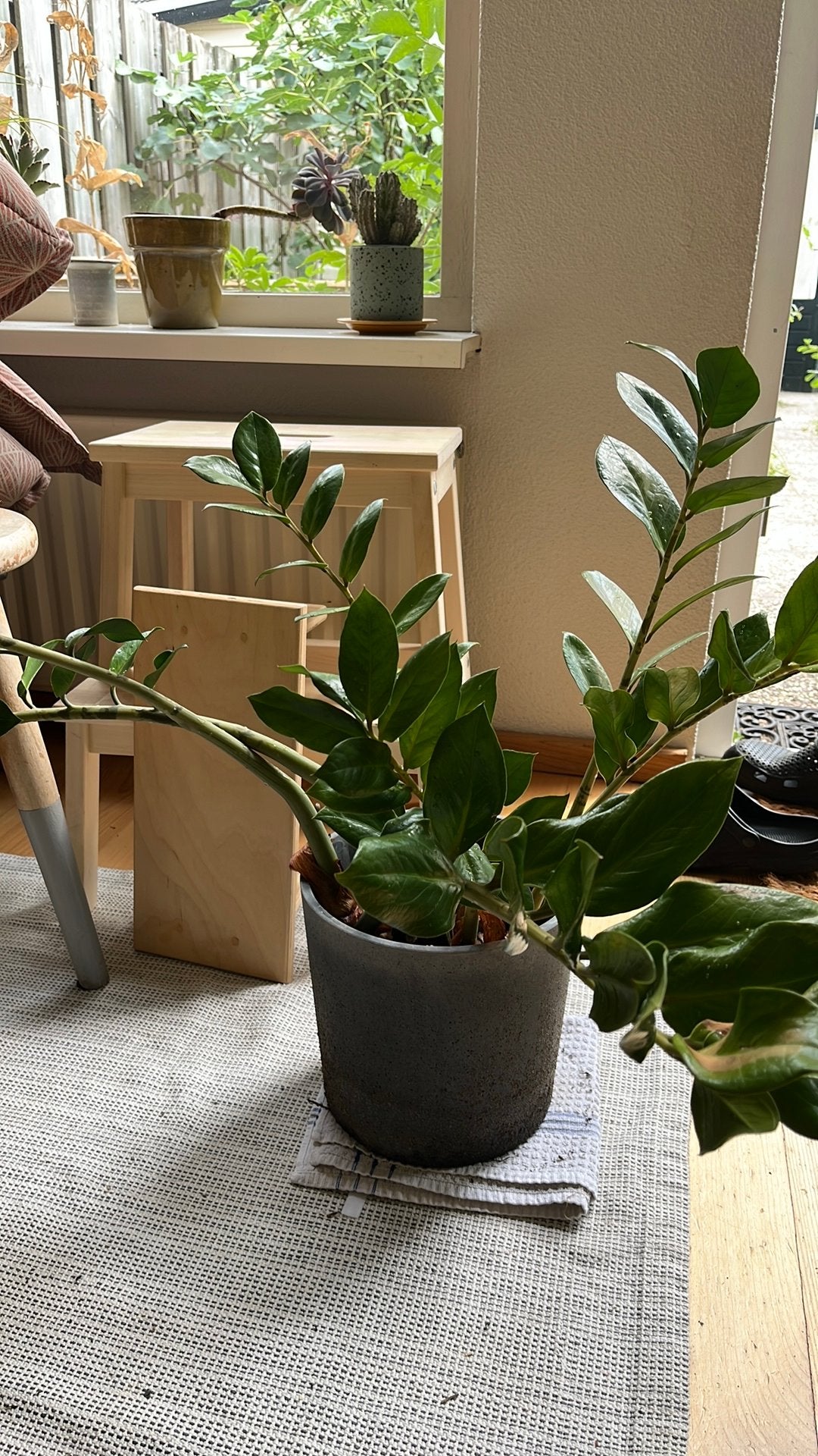 Flinke kamerplant, Ophalen, Halfschaduw, Minder dan 100 cm