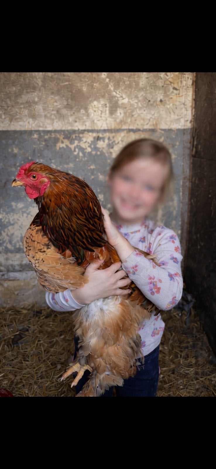 Brahma hanen 2 stuks, Dieren en Toebehoren, Pluimvee, Mannelijk, Kip