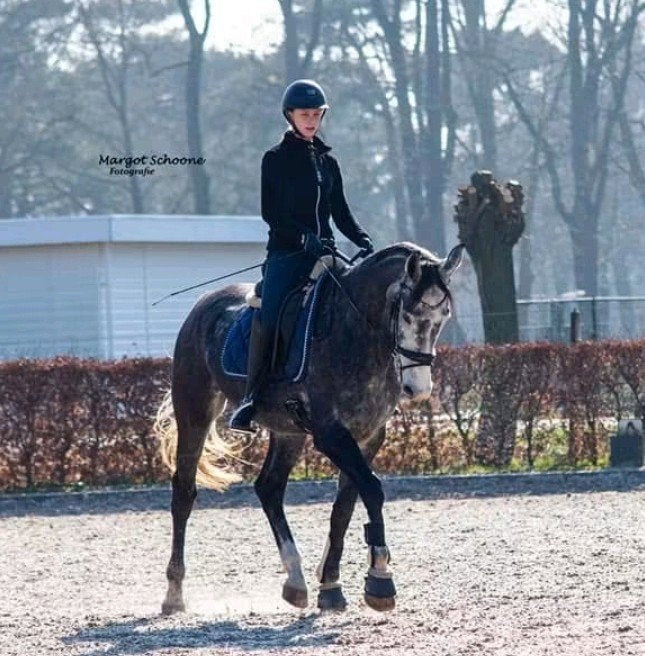 Super brave, aanhankelijke 9-jarige ruin (Herald x Bachus), Dieren en Toebehoren, Ruin, 170 tot 175 cm, 7 tot 10 jaar, Recreatiepaard