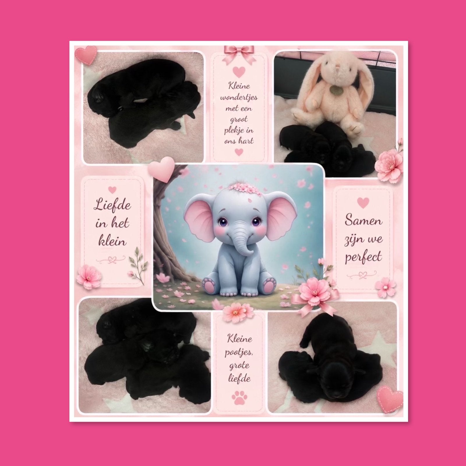 ❤️ Mooie Boomer Pups ❤️, Dieren en Toebehoren, Overige rassen, 8 tot 15 weken, Parvo, Meerdere