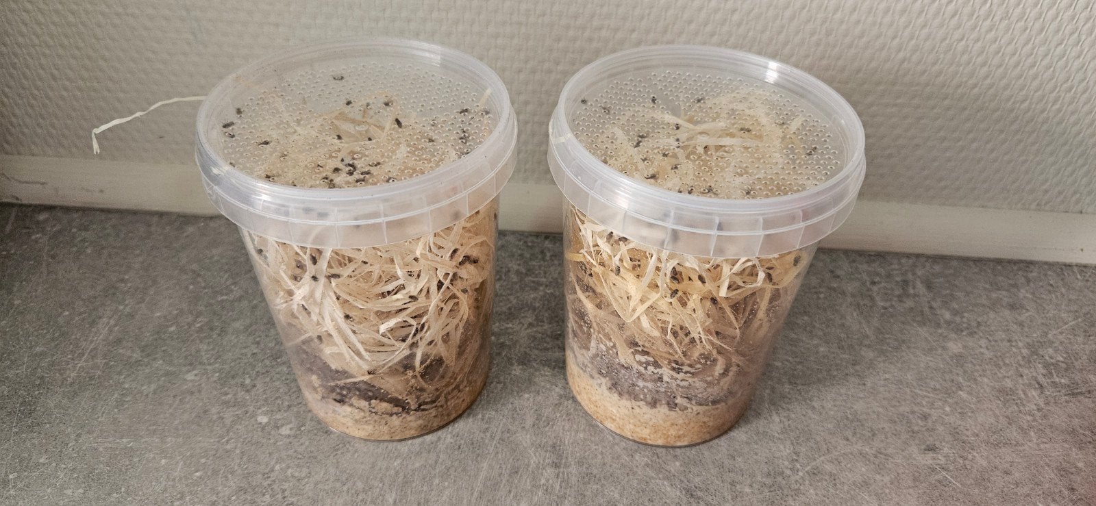 fruitvliegjes te koop, Dieren en Toebehoren, Bijen