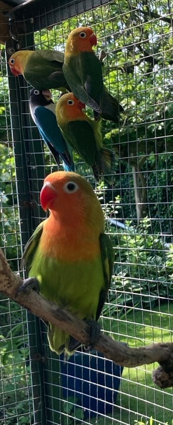 Fischeri’s dwergpapegaaitjes, Dieren en Toebehoren, Vogels | Parkieten en Papegaaien, Geslacht onbekend, Dwergpapegaai of Agapornis