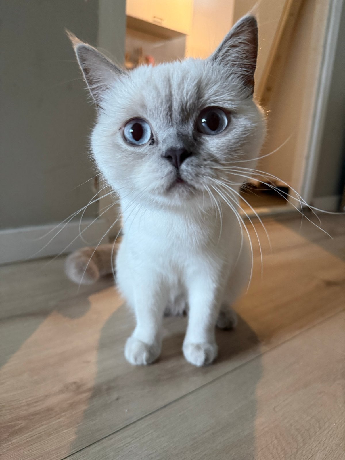 Britse korthaar poes met blauwe ogen, Dieren en Toebehoren, Poes, Kortharig, 0 tot 2 jaar