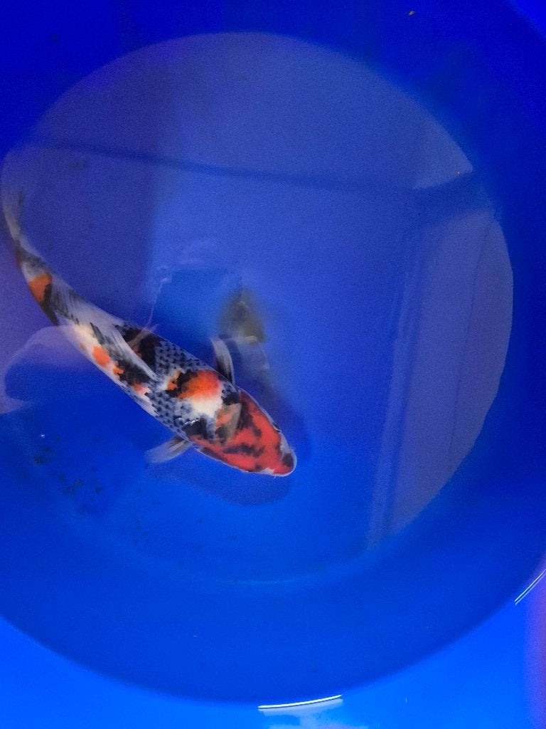 Mooie showa, Dieren en Toebehoren, Karper of Koi