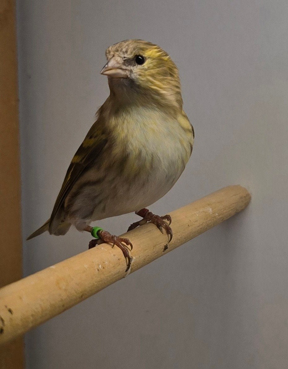 Mooie Europese sijs (pop), Dieren en Toebehoren, Vrouwelijk, Wildzangvogel, Geringd