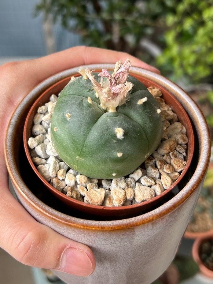 Lophophora (cactus), Ophalen of Verzenden, Minder dan 100 cm, In pot, Cactus