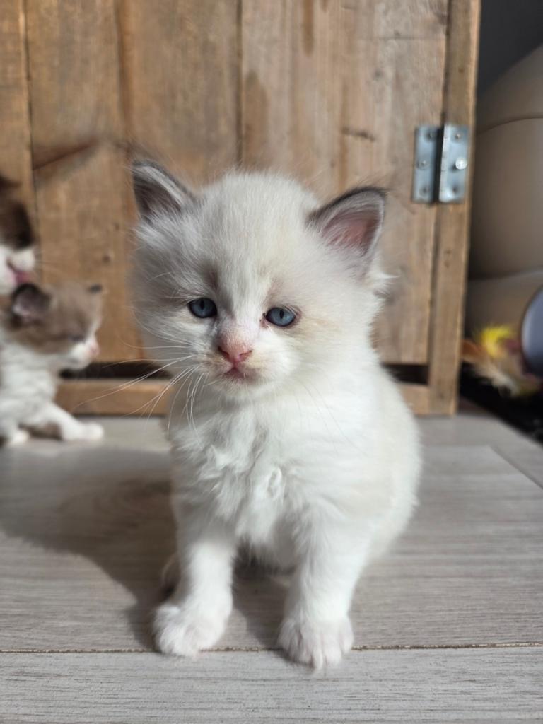 Ragdoll kittens, Meerdere dieren, Gechipt