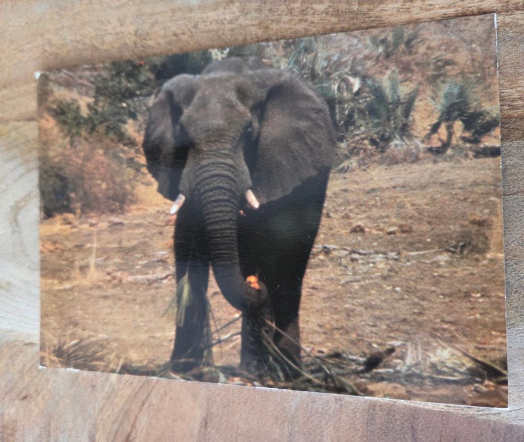 Olifant, Verzenden, Gelopen, Wild dier