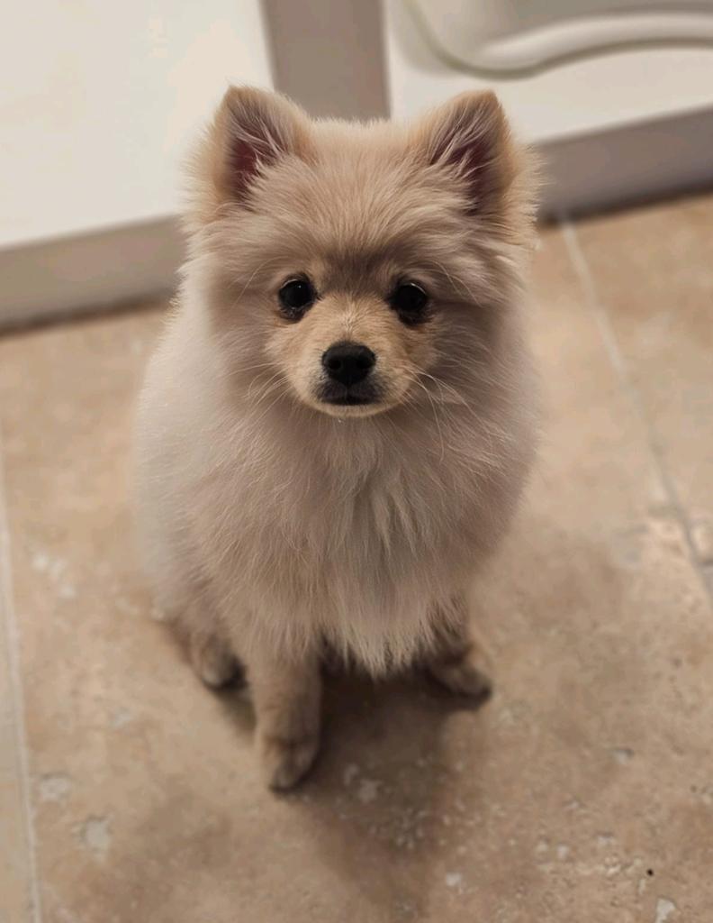 Pomeriaan pup teefje Creme Sable, Dieren en Toebehoren, Ophalen