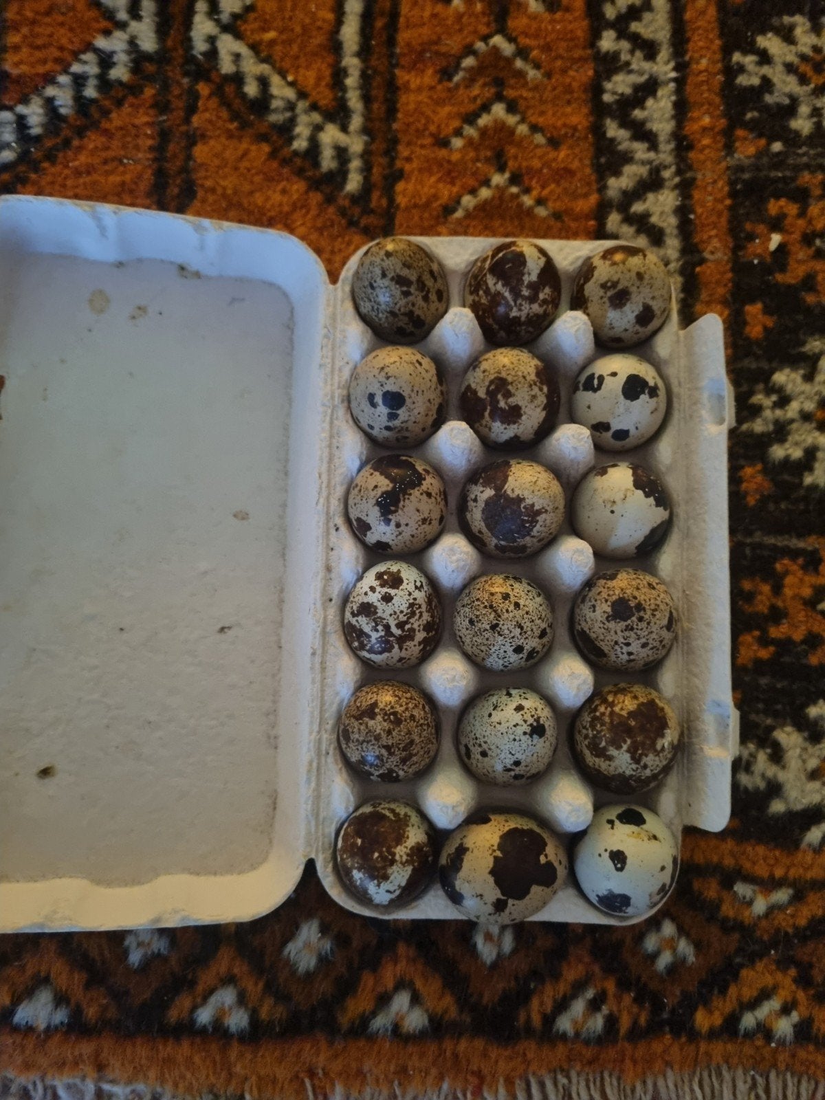 Broedeieren Japanse kwartel, Dieren en Toebehoren, Pluimvee, Geslacht onbekend, Overige soorten