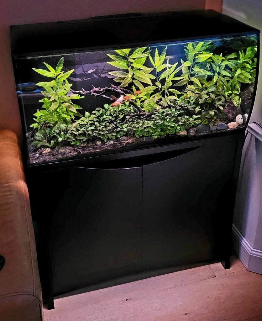 Fluval Flex Aquarium Compleet 123L, Zwart, Dieren en Toebehoren, Ophalen, Fluval, Inclusief vissen, Gevuld zoetwateraquarium
