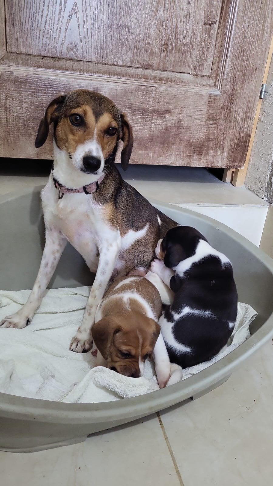 Kleine Elena en haar pupjes (verblijf Cyprus), Nederland, Handelaar, 1 tot 2 jaar, Teef