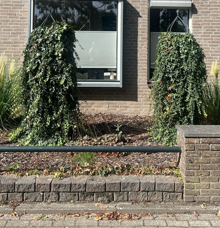 Staanders met klimop Gratis, Ophalen, Gebruikt, Hout