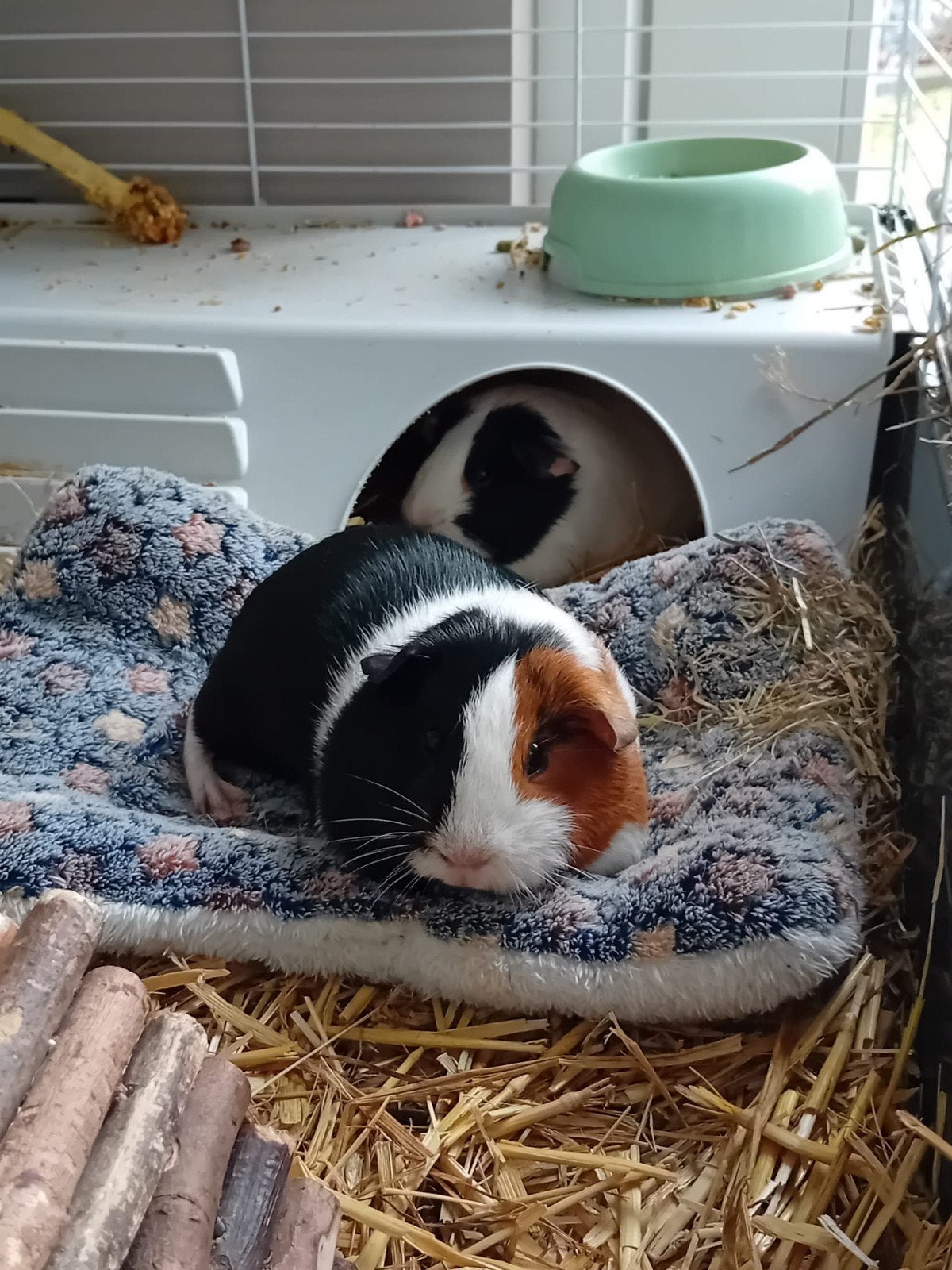 Cavia spullen/toebehoren, Dieren en Toebehoren, Konijnen, Dwerg, Vrouwelijk