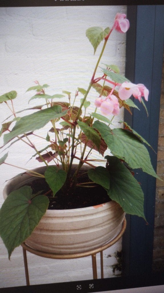Begonia Rose, Vaste plant, Halfschaduw, Zomer, Ophalen