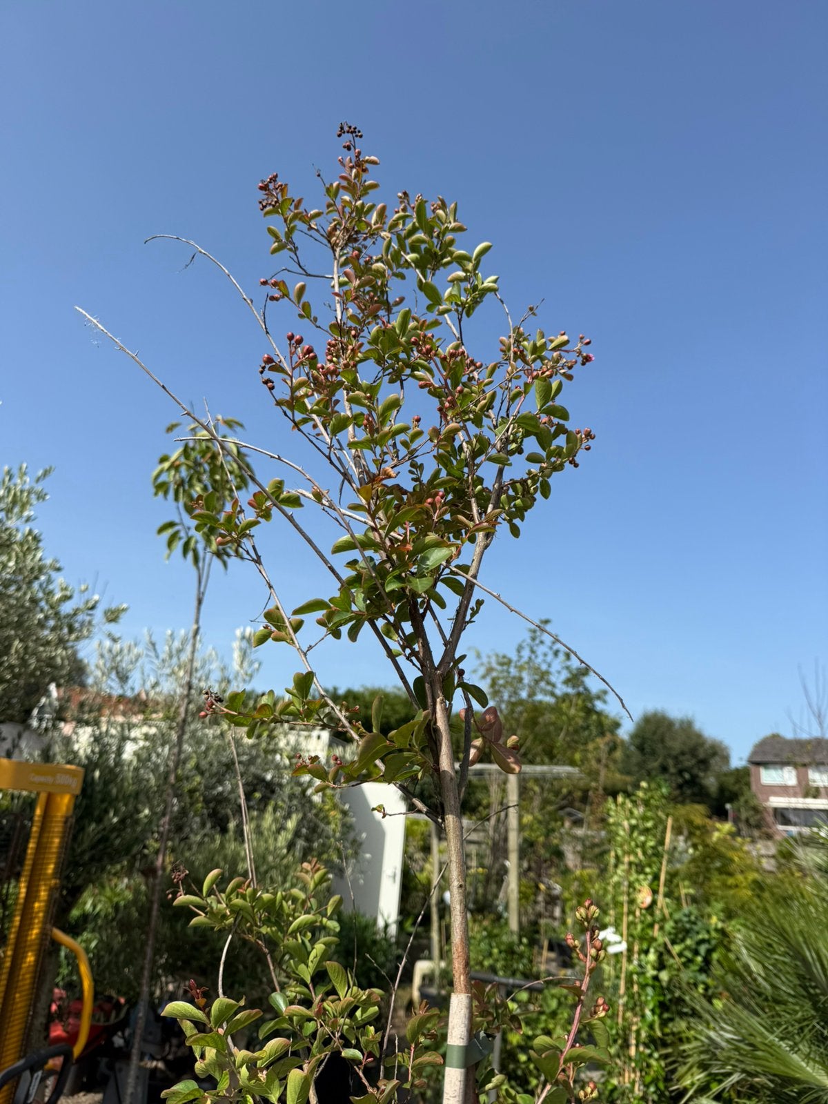 Lagerstroemia of indische sering kleur roze hoog 175-200, Volle zon, Vaste plant, Zomer, Ophalen