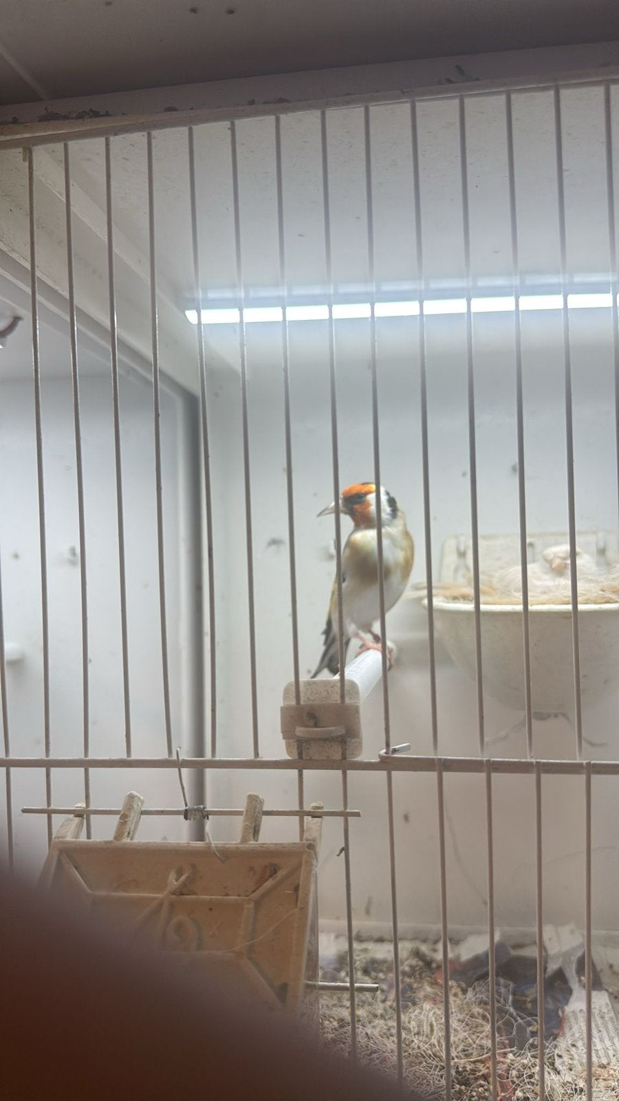Majoor putter split satinet kans op bont, Dieren en Toebehoren, Vogels | Overige Vogels