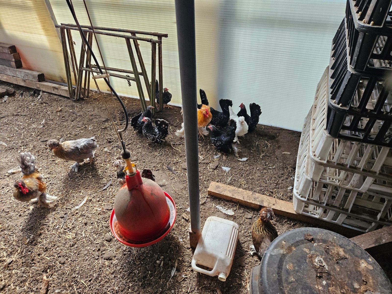 chabo zwart wit geparelde hennen te koop, Dieren en Toebehoren, Vrouwelijk, Kip