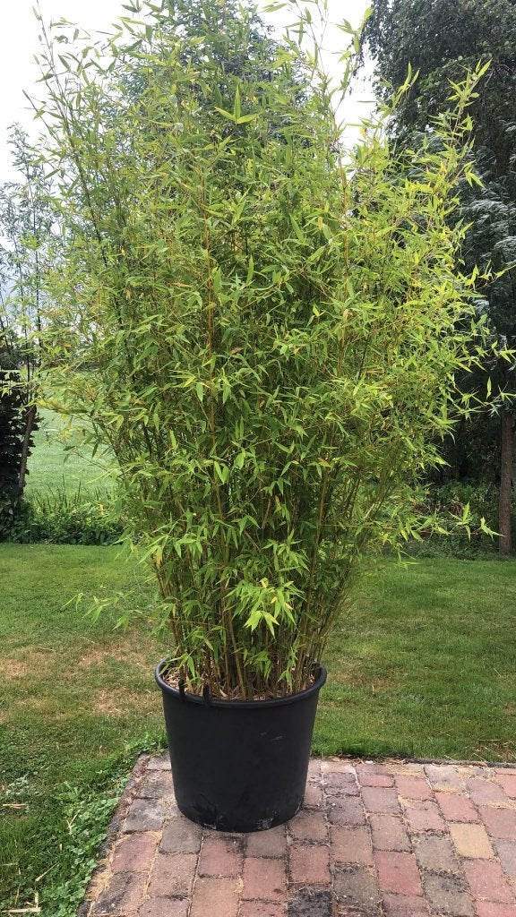 grote groene bamboe plant in pot, Vaste plant, Bloeit niet, Halfschaduw, Ophalen