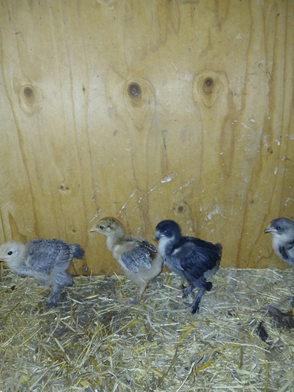4 jonge brahma kuikens, Dieren en Toebehoren, Geslacht onbekend, Kip