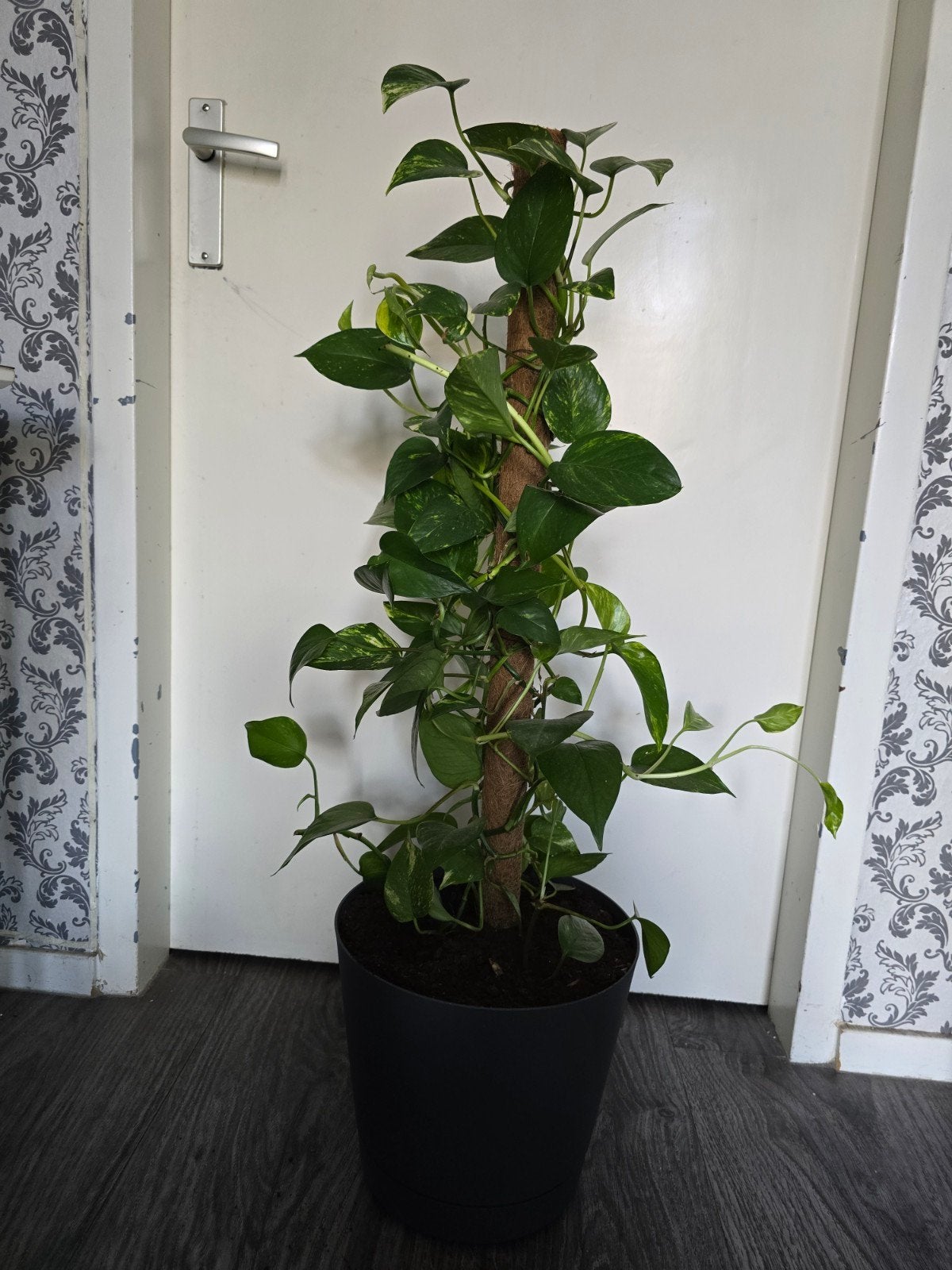 Grote Volle Scindapsus Aureus op Mosstok (70 cm) – Kamerplan, Huis en Inrichting, Kamerplanten, Overige soorten, In pot, Minder dan 100 cm