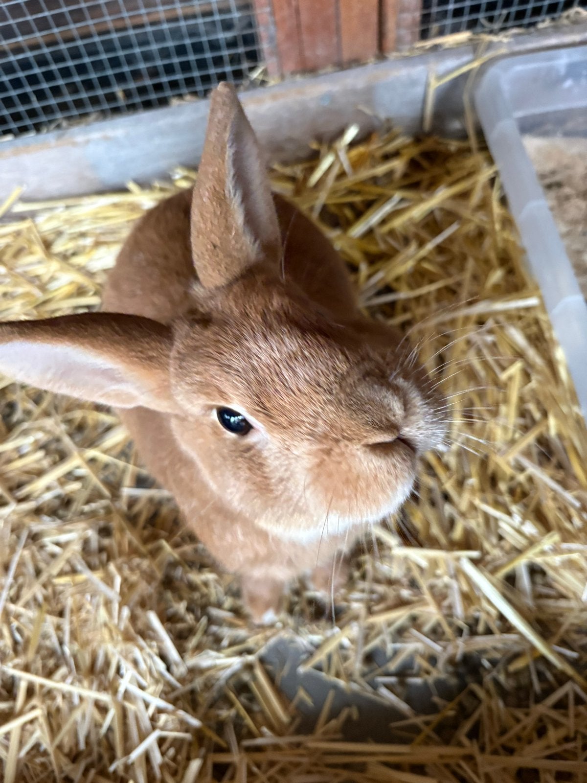 Konijn tam en zindelijk (gin & tonic), Dieren en Toebehoren, Meerdere dieren, Klein, Hangoor, 0 tot 2 jaar