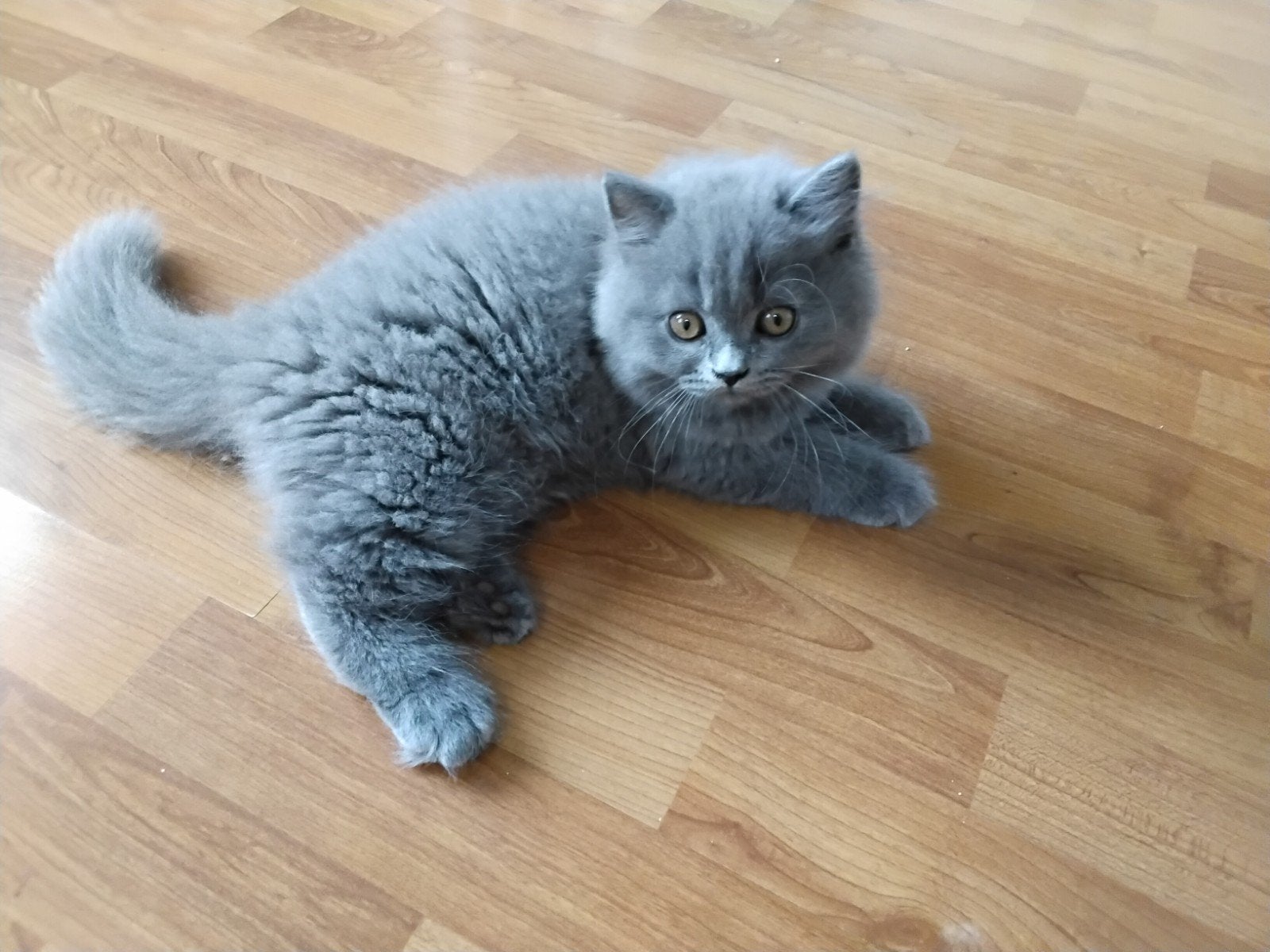 Britse korte haar kitten, Kater