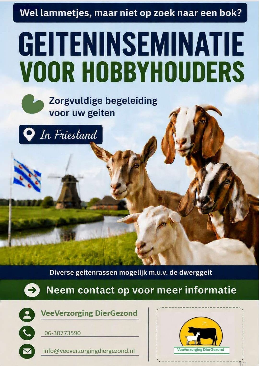 Geiten ki voor hobbyhouders in Friesland., Dieren en Toebehoren, Vrouwelijk, Geit