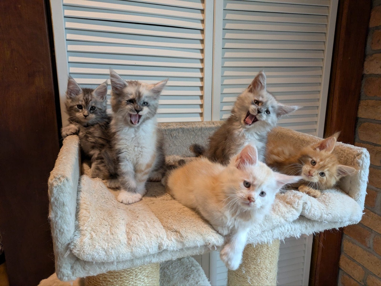 Maine Coon kittens polydactyl, Meerdere dieren, Met stamboom