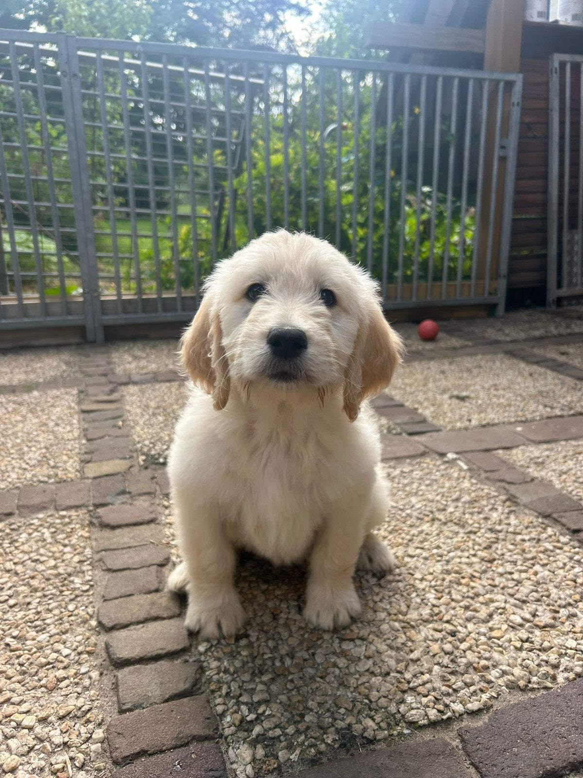 Goldendoodle pups, Parvo, Overige rassen, 8 tot 15 weken, Teef