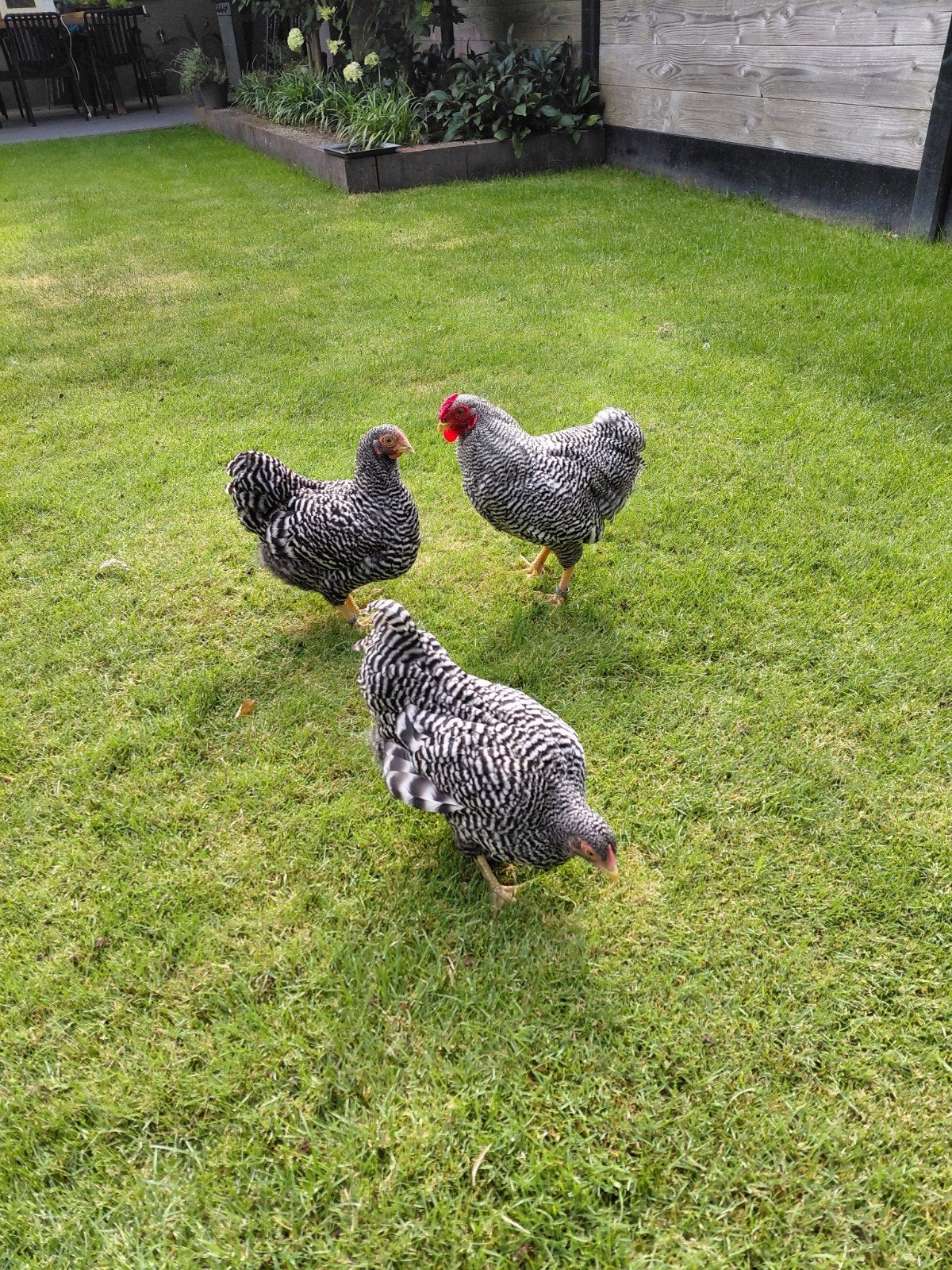 Gestreepte Wyandotte kriel trio .Ingeënt euro, Dieren en Toebehoren, Meerdere dieren, Kip
